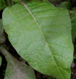 Nicotiana rustica