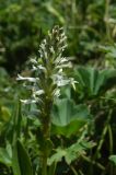 Lagotis integrifolia