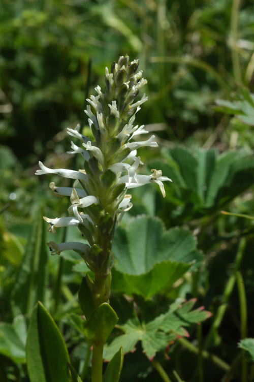 Изображение особи Lagotis integrifolia.