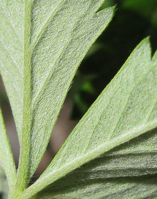 Image of Potentilla intermedia specimen.