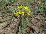 Astragalus henningii