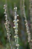 Artemisia tanacetifolia. Верхушка побега с соцветием. Хакасия, окр. г. Сорск. 13.08.2009.