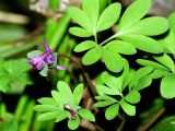 Corydalis intermedia