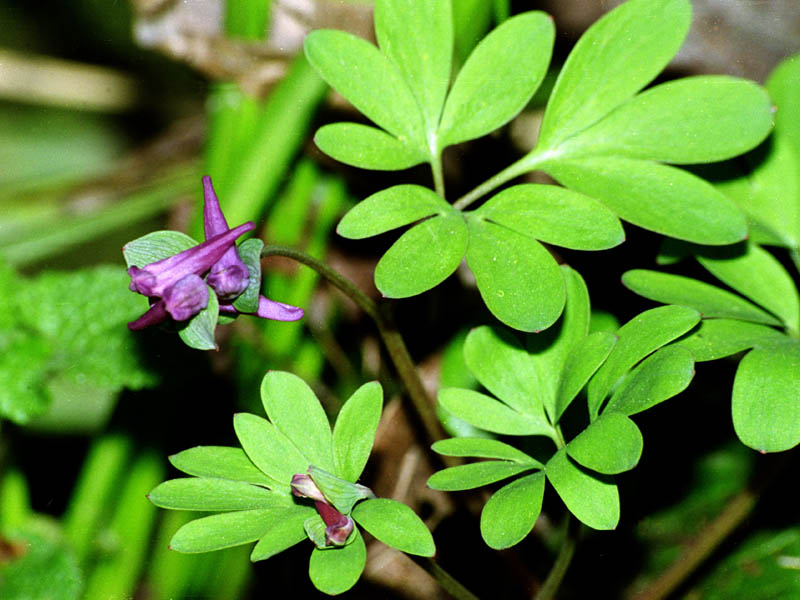 Изображение особи Corydalis intermedia.