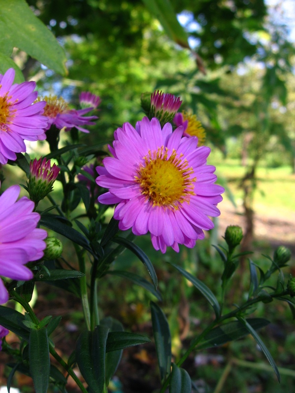 Изображение особи Symphyotrichum × versicolor.
