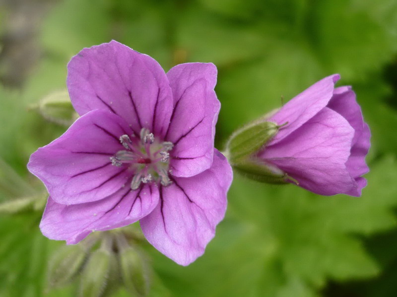 Image of Geranium sylvaticum specimen.