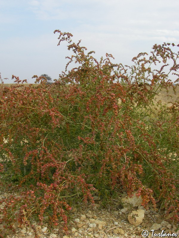 Изображение особи Atriplex aucheri.