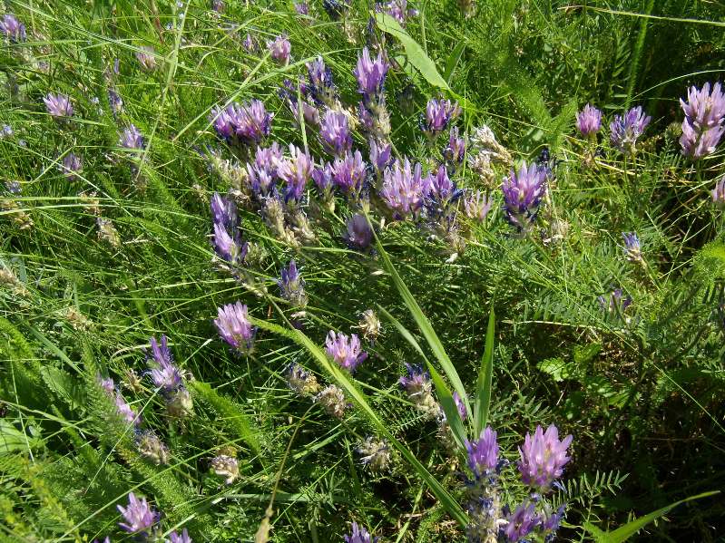Image of Astragalus onobrychis specimen.