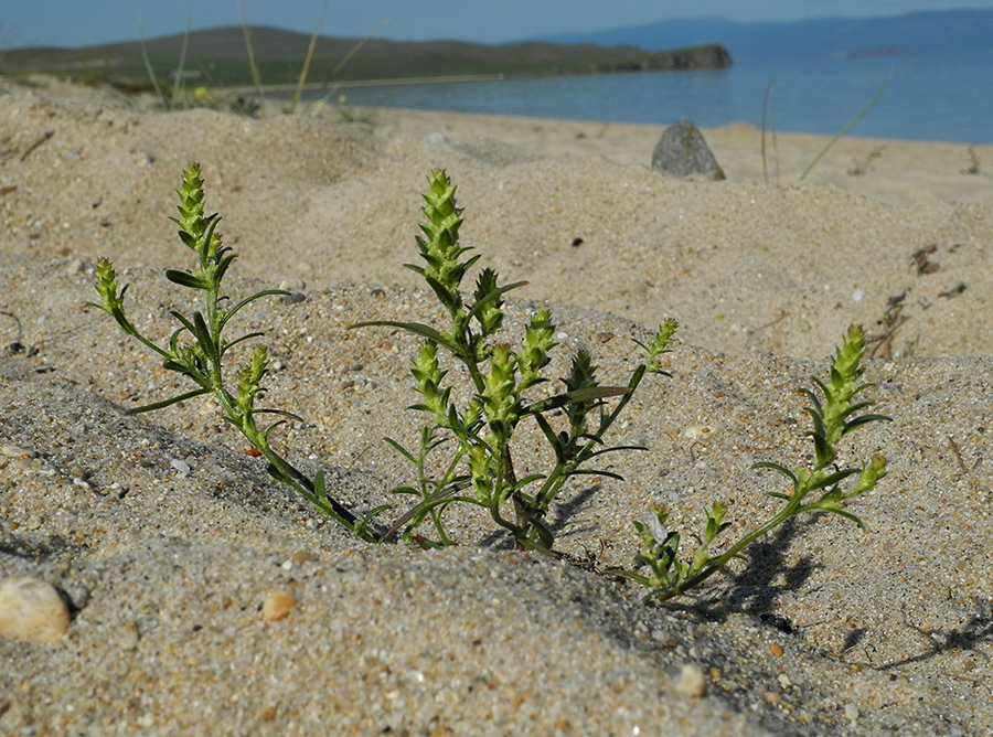 Image of Corispermum ulopterum specimen.