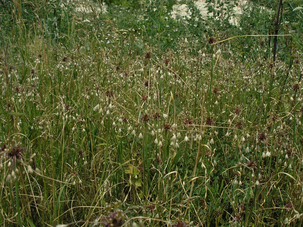 Изображение особи Allium oleraceum.