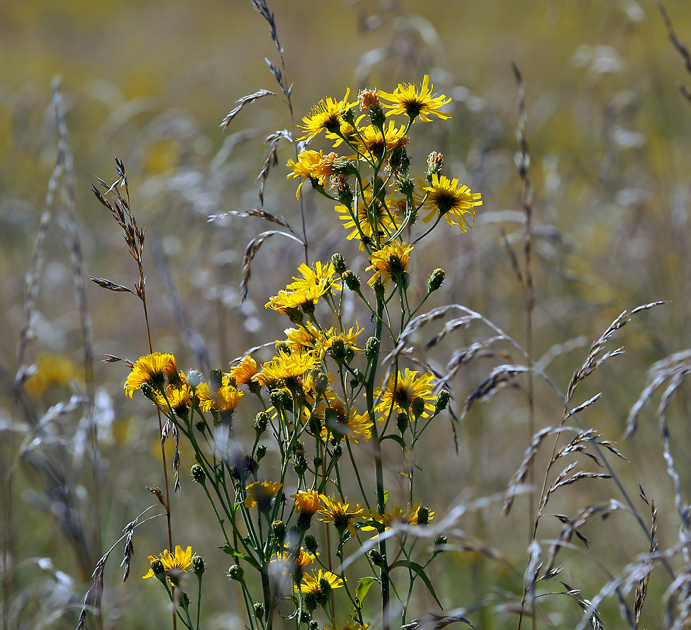Image of Hieracium umbellatum specimen.