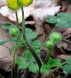 Ranunculus grandiflorus. Верхушка растения с цветком и бутонами. Краснодарский край, Сочи, окр. Адлера, широколиственный лес. 16.02.2015.