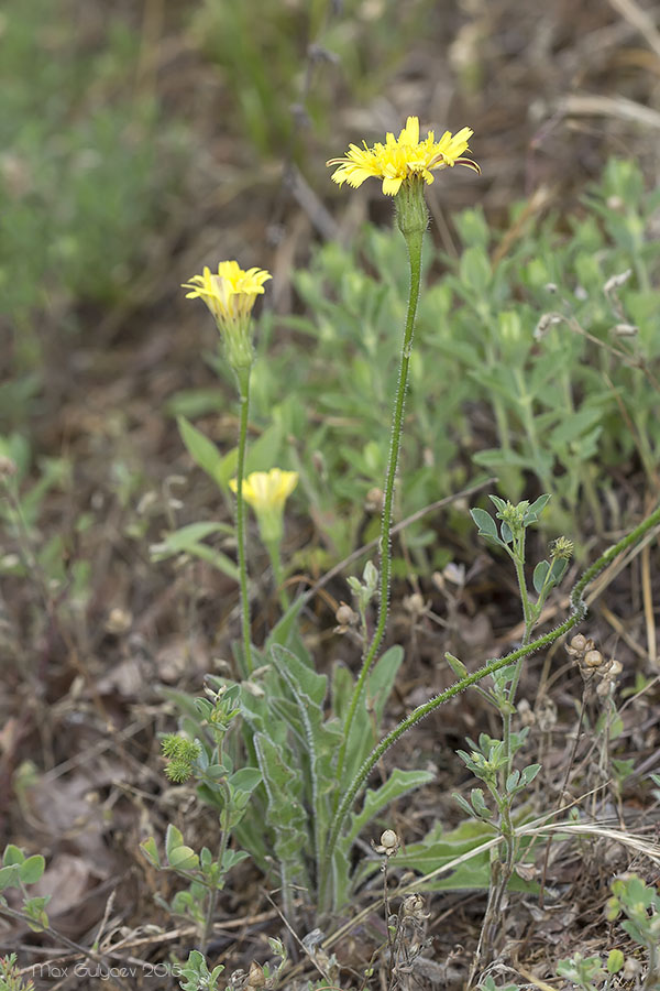 Изображение особи Leontodon biscutellifolius.