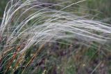 Stipa anomala