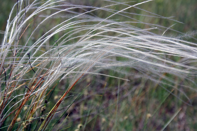 Изображение особи Stipa anomala.