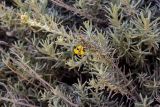 Helichrysum italicum