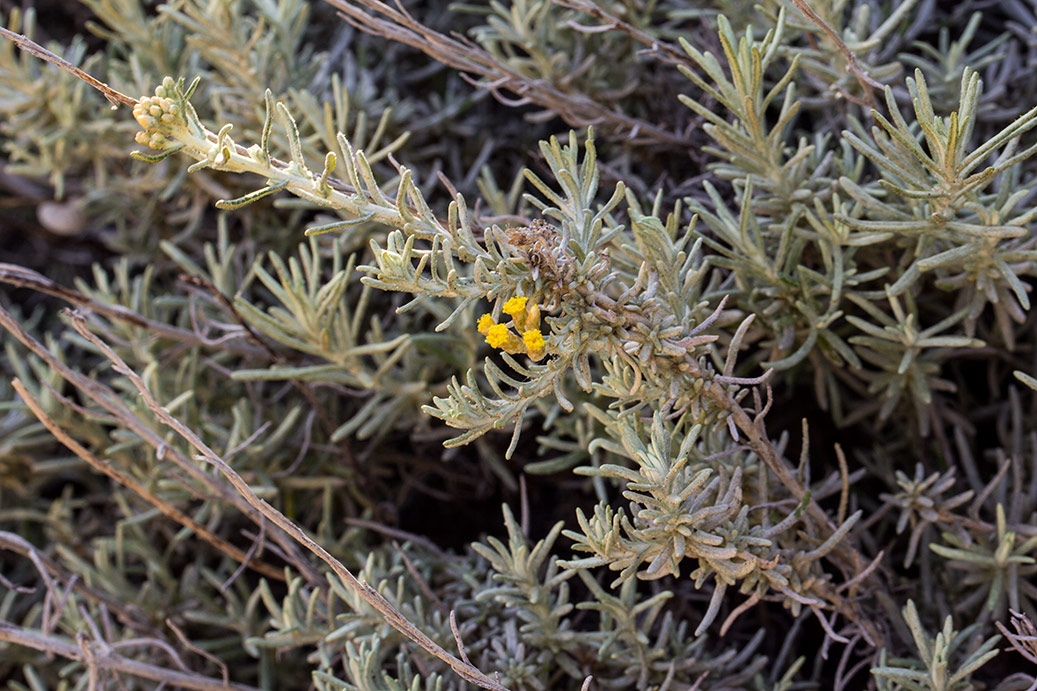 Изображение особи Helichrysum italicum.