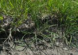 Glyceria notata