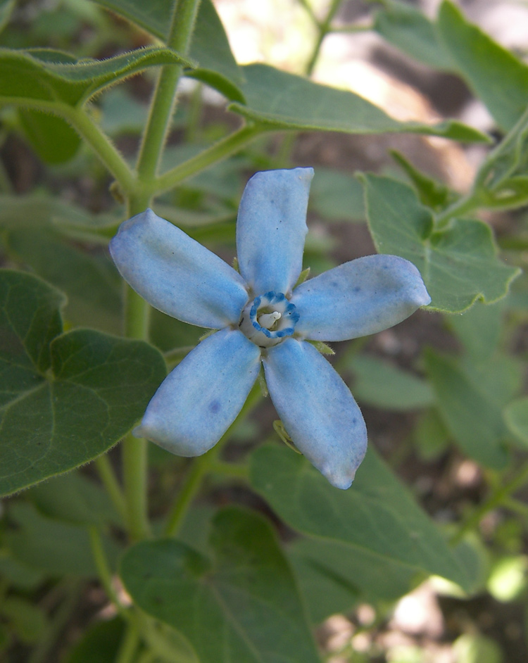 Image of Oxypetalum coeruleum specimen.