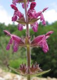 Stachys sylvatica. Часть соцветия. Краснодарский край, Абинский р-н, окр. станицы Эриванская, галечный берег р. Абин. 06.06.2015.