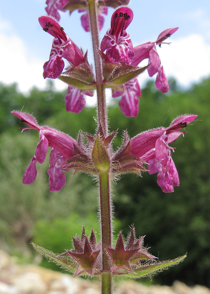 Изображение особи Stachys sylvatica.