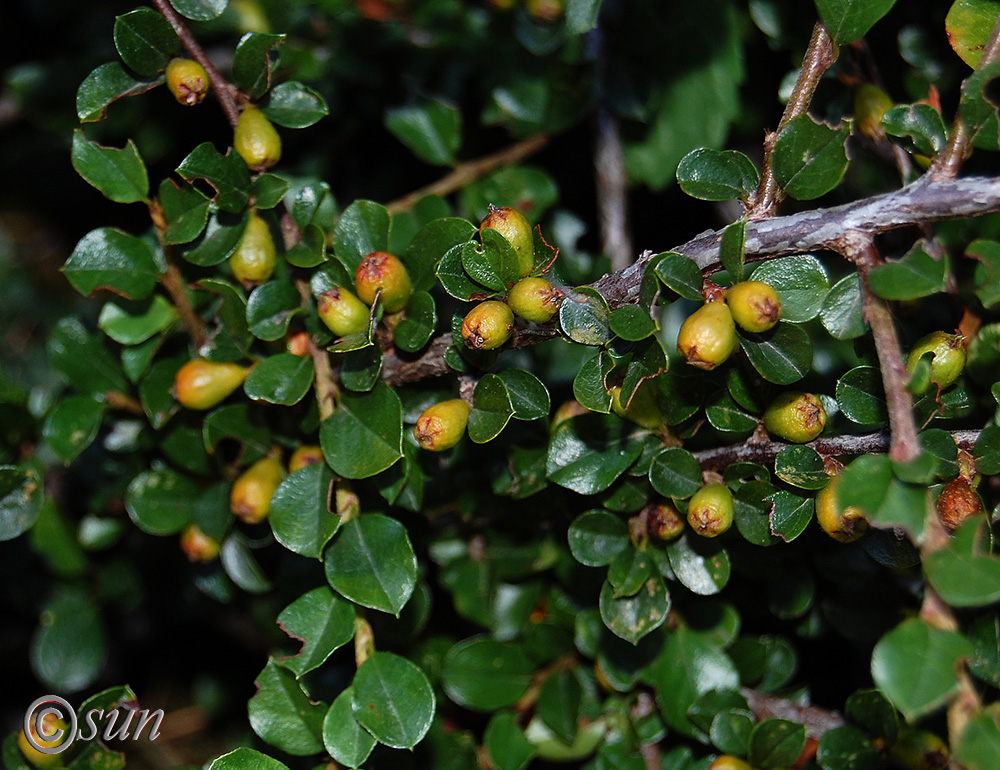 Image of Cotoneaster dammeri specimen.