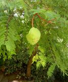 Jacaranda mimosifolia