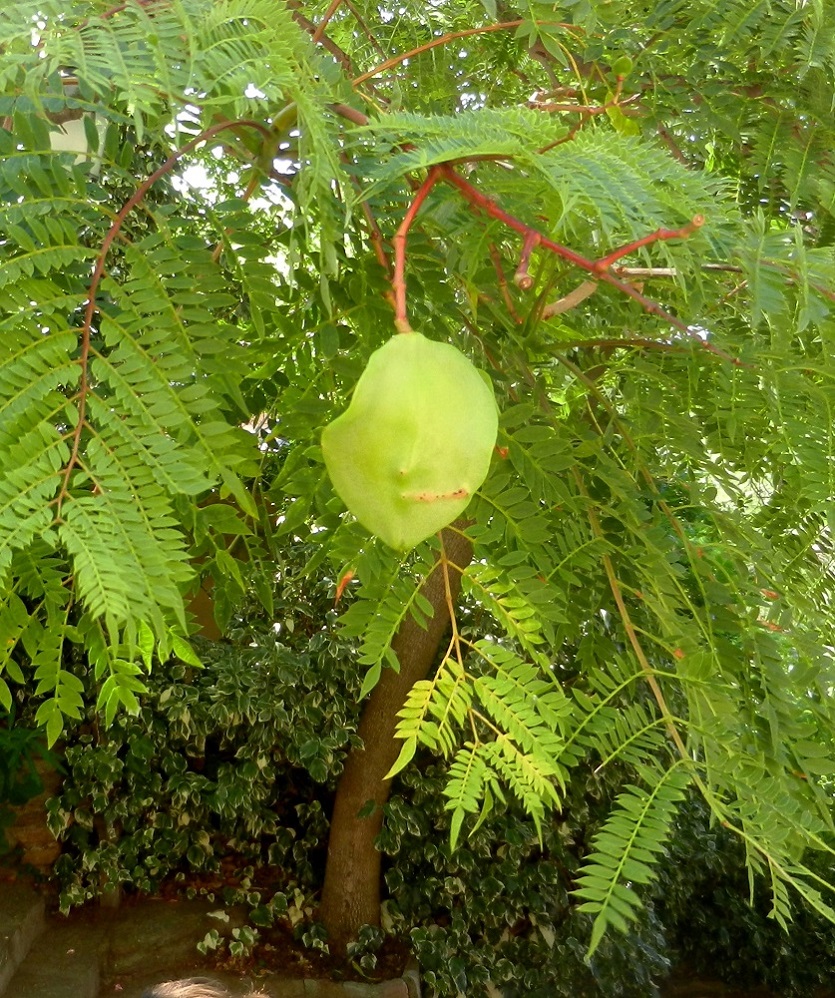 Image of Jacaranda mimosifolia specimen.