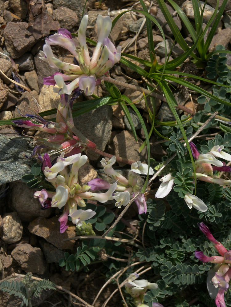 Image of Astragalus polygala specimen.