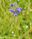 Polemonium chinense