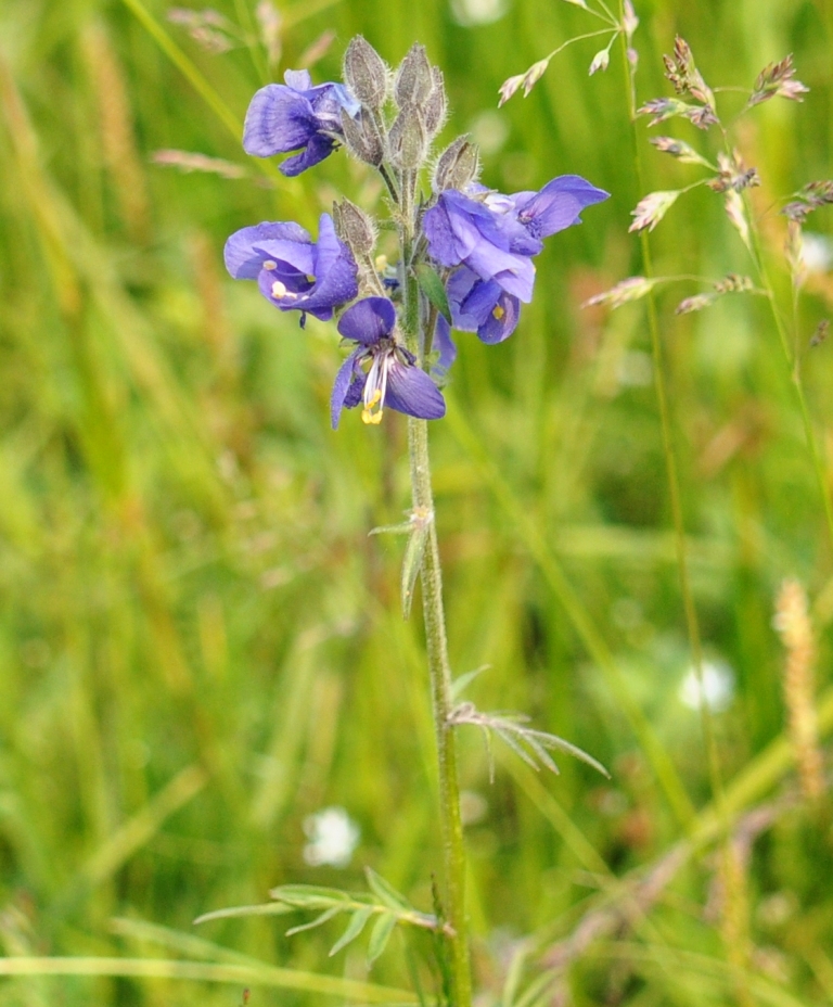 Изображение особи Polemonium chinense.