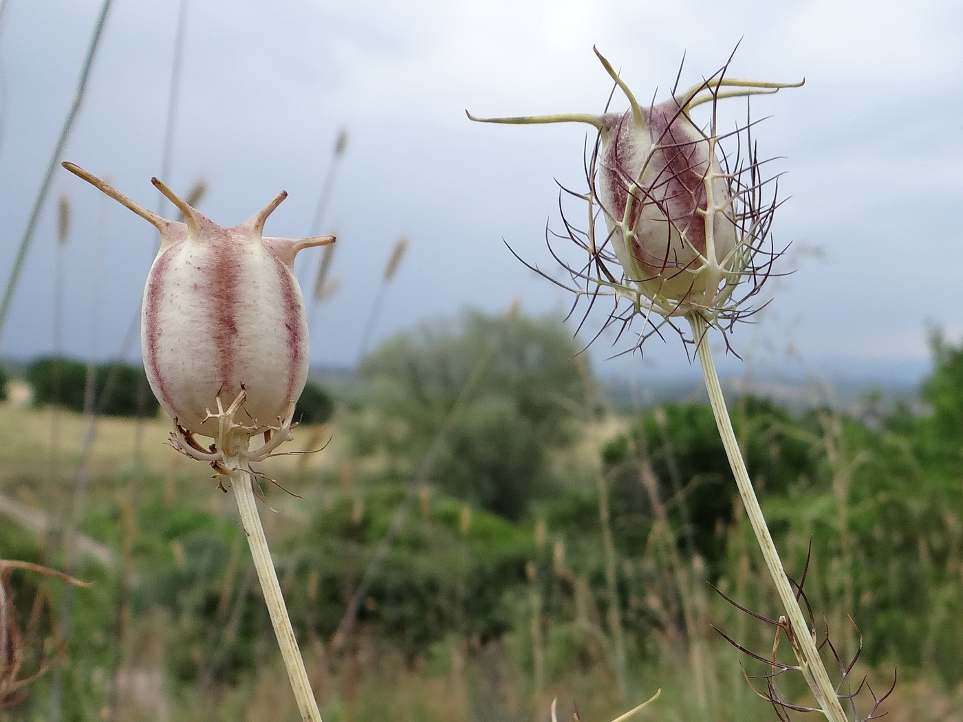 Изображение особи Nigella damascena.