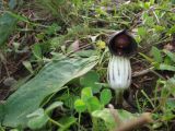 Arisarum simorrhinum. Цветущее растение. Испания, Андалусия, провинция Альмерия, природный парк Cabo de Gata. 20 декабря 2009 г.