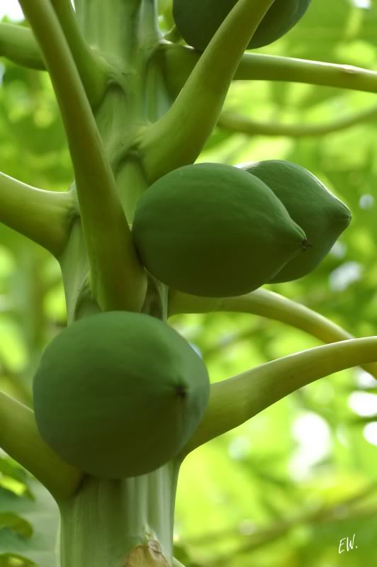 Image of Carica papaya specimen.