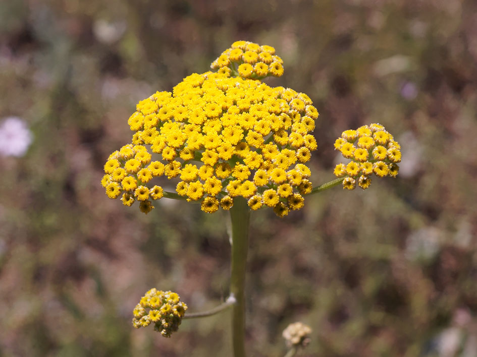 Изображение особи Handelia trichophylla.