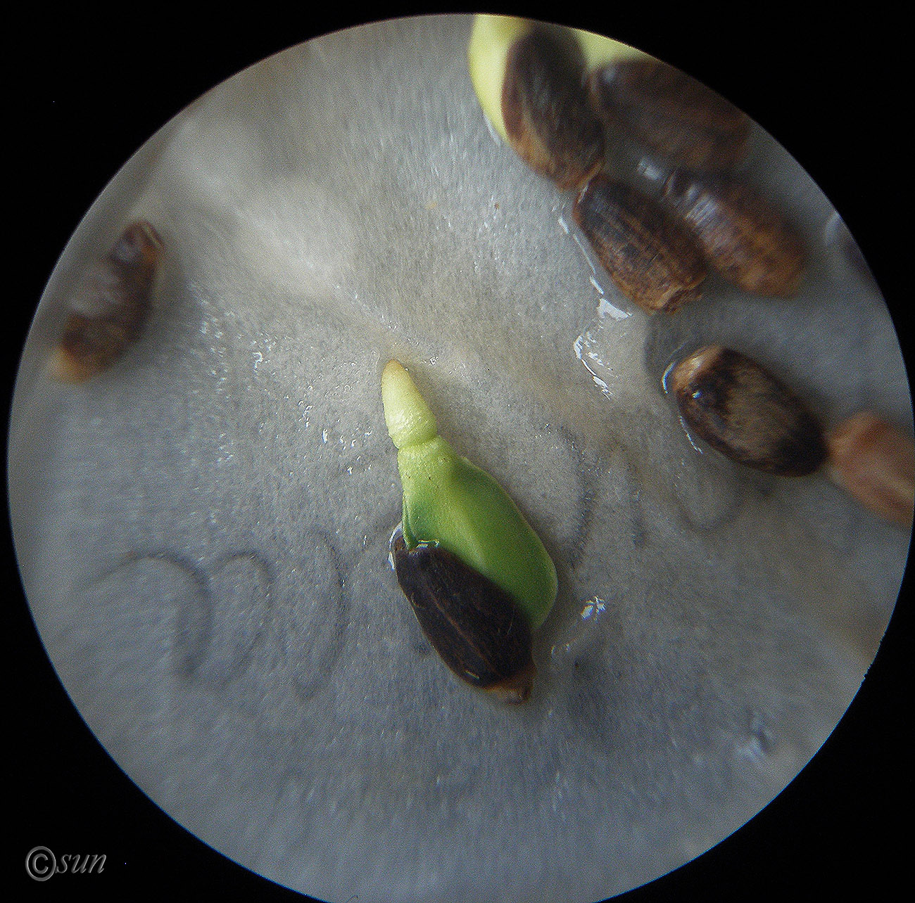Image of Silybum marianum specimen.