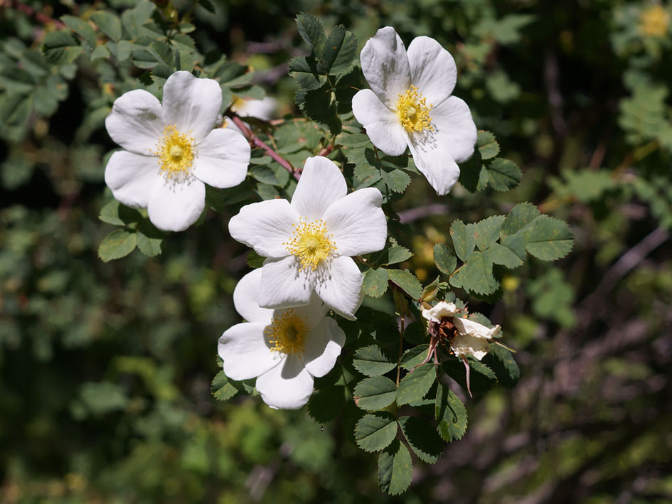 Image of genus Rosa specimen.