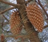 Pinus coulteri