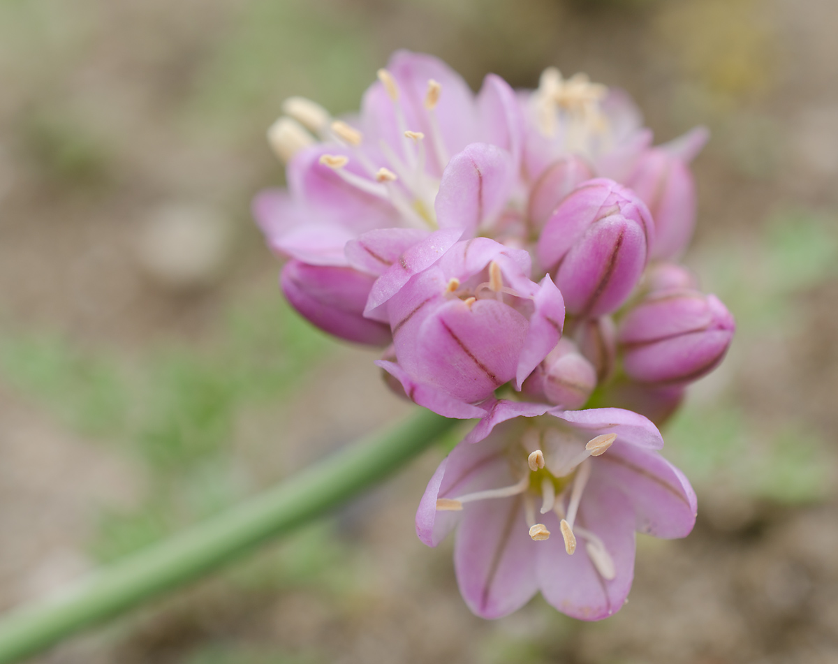 Image of Allium mongolicum specimen.