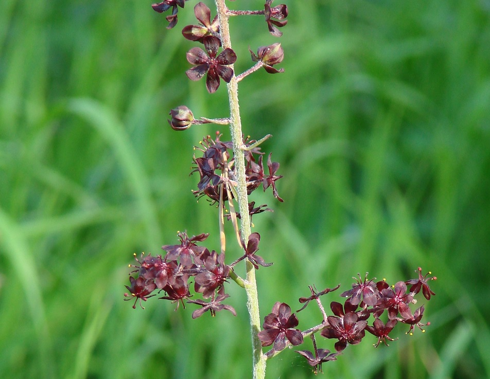 Изображение особи Veratrum nigrum.