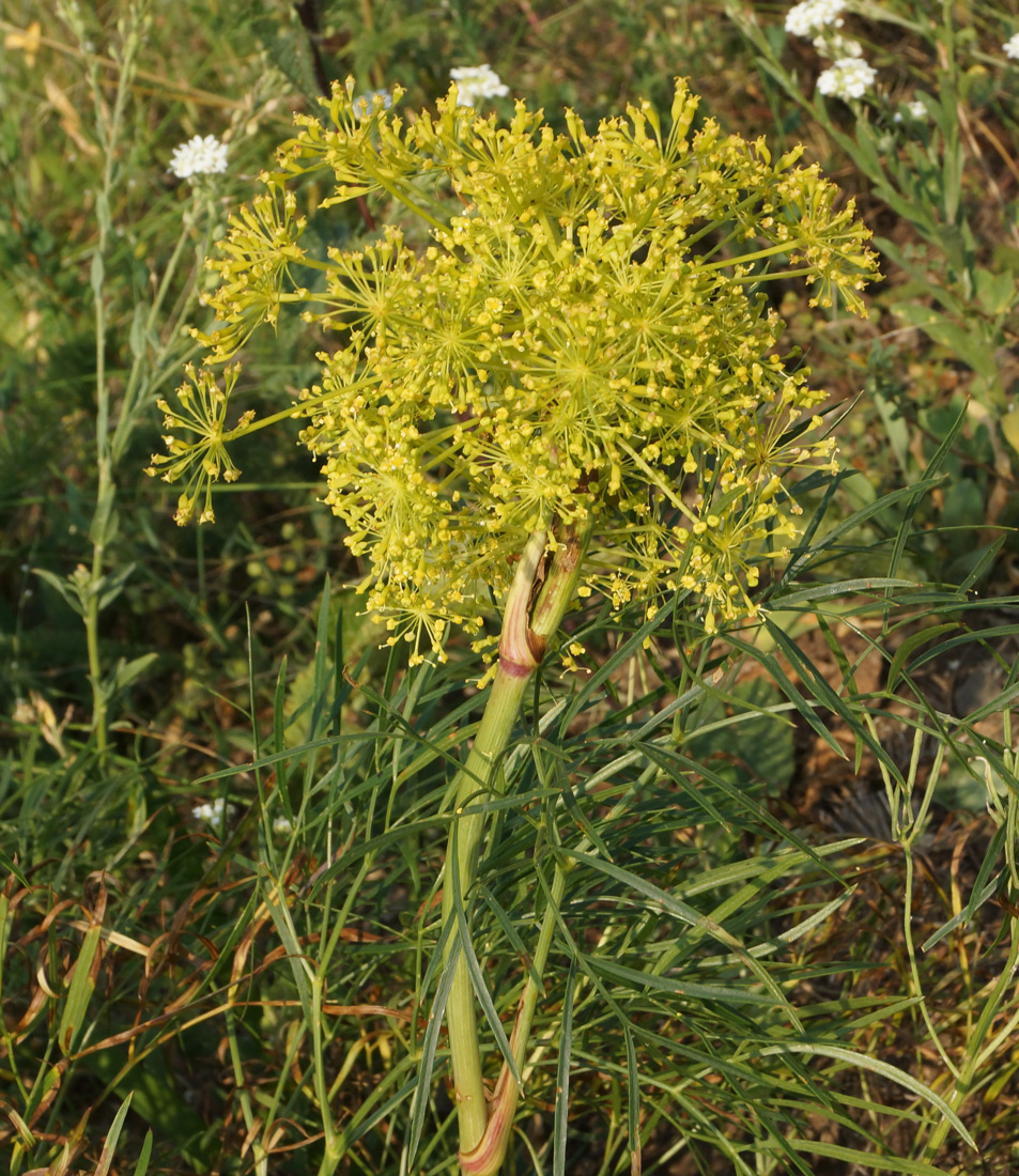 Изображение особи Peucedanum morisonii.