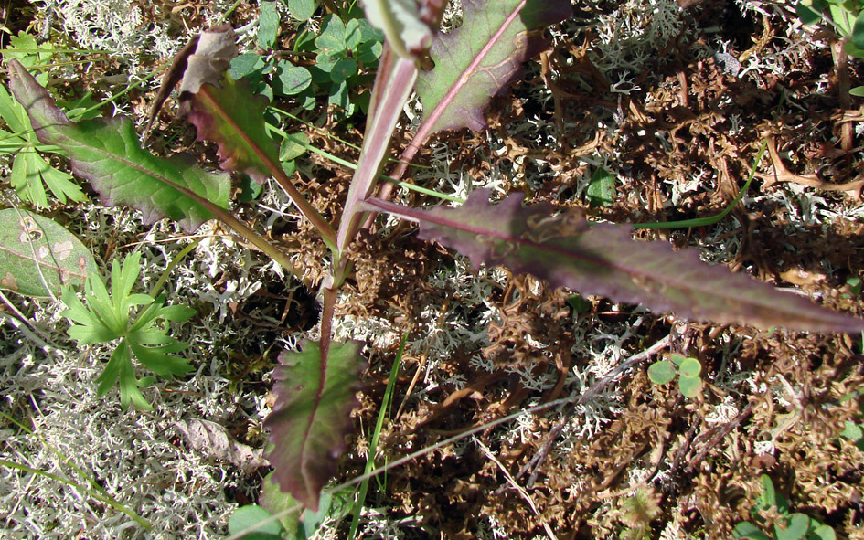 Image of Saussurea stubendorffii specimen.