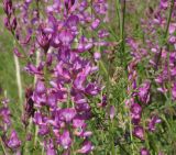 Astragalus macropterus