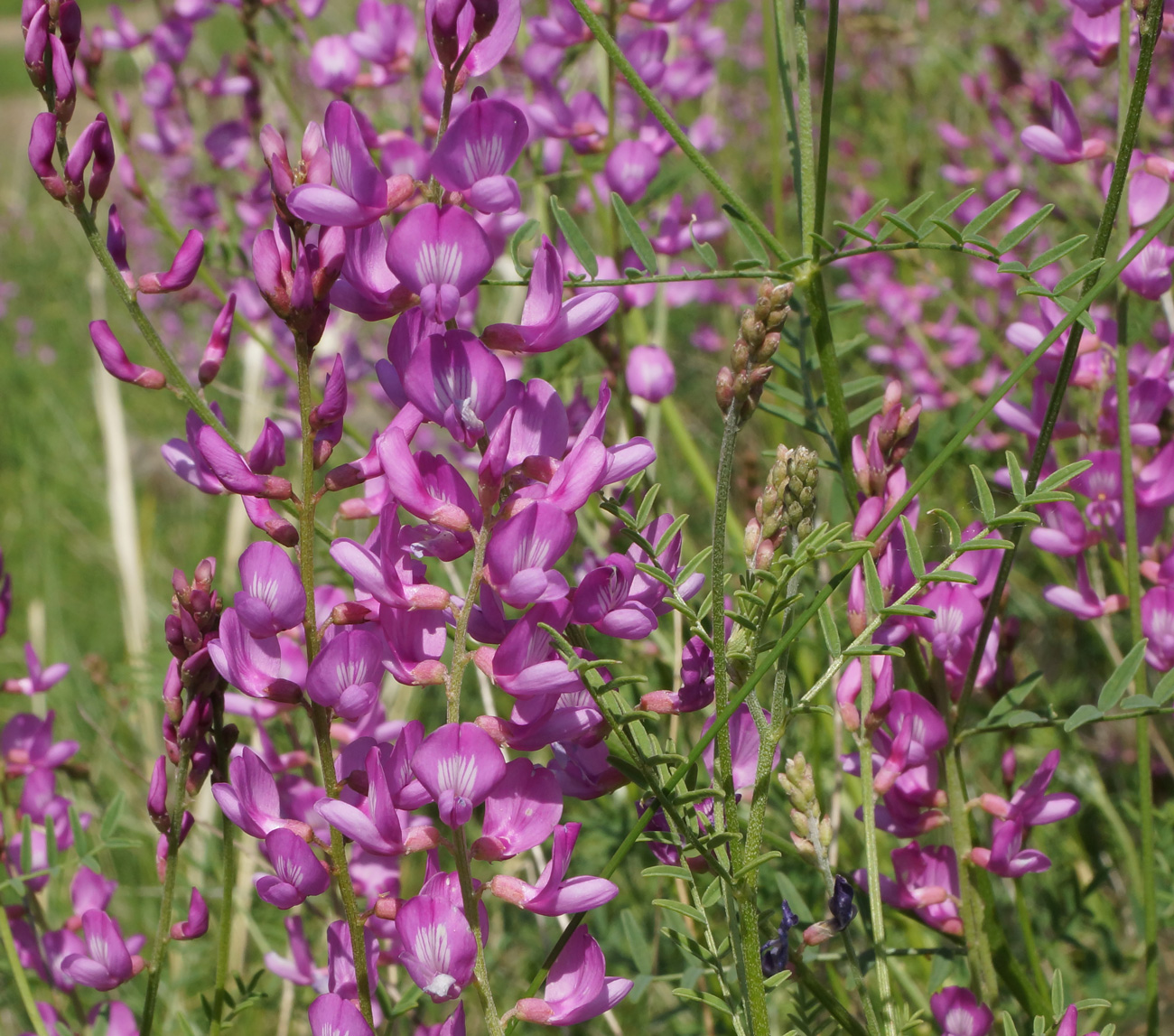 Изображение особи Astragalus macropterus.