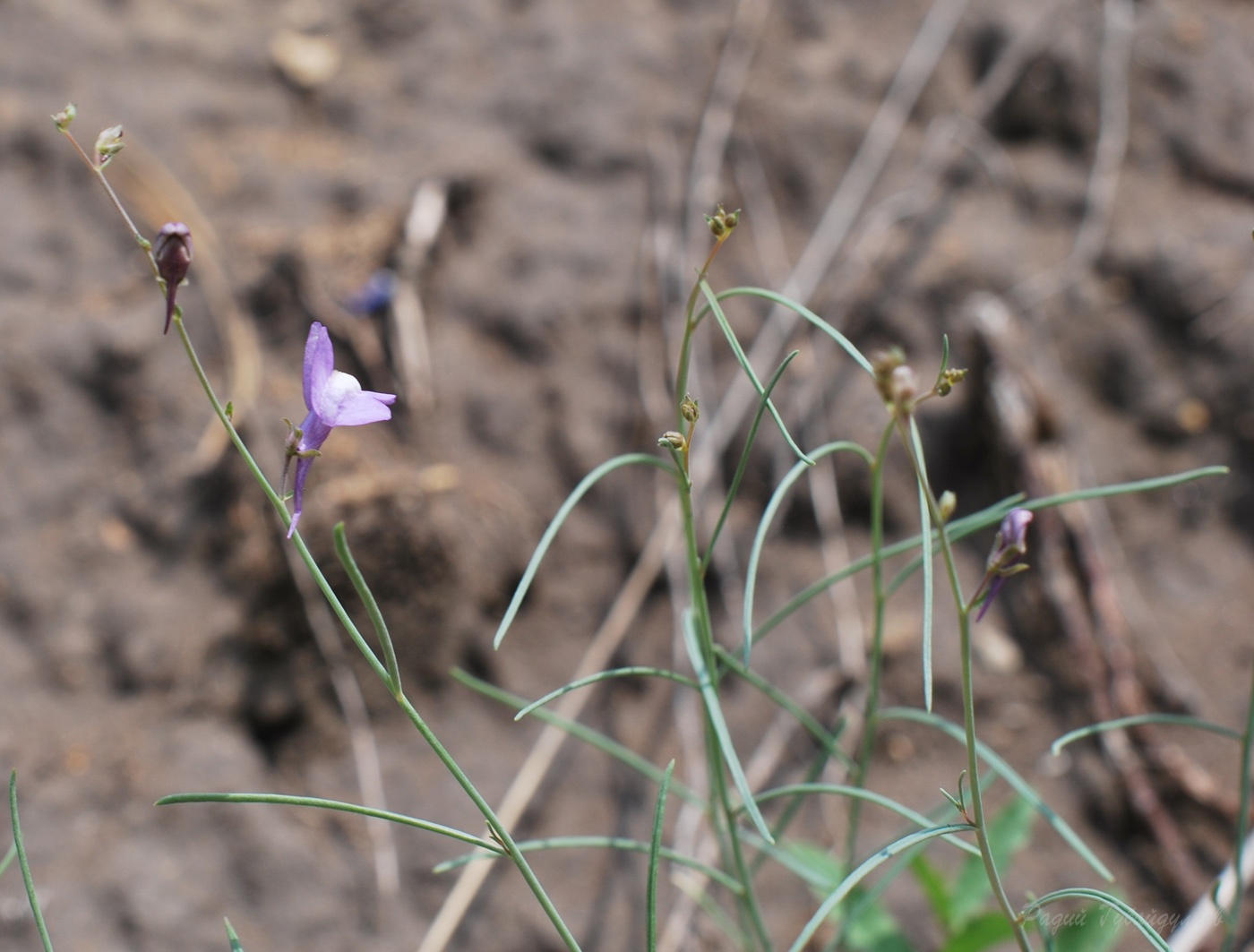 Изображение особи Linaria volgensis.