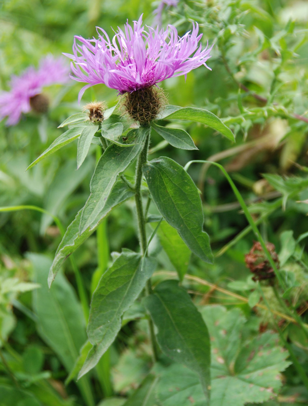 Image of Centaurea alutacea specimen.