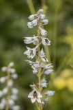 Delphinium flexuosum