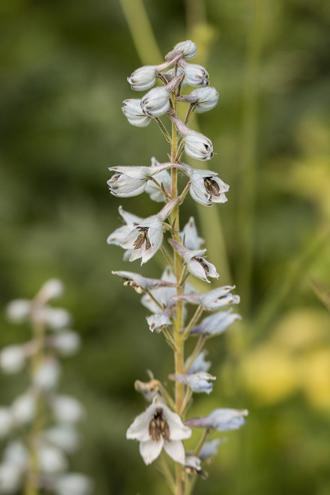 Изображение особи Delphinium flexuosum.