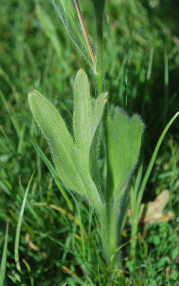 Изображение особи Ranunculus paucidentatus.