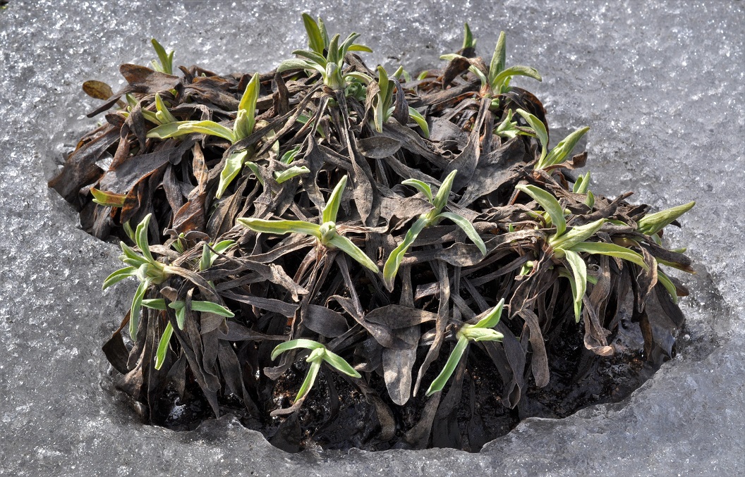 Image of Aster alpinus specimen.